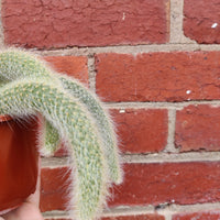 Monkey tail cactus - 10cm Pot Folia House