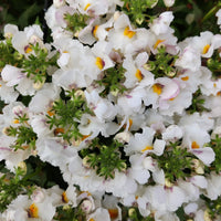 Nemesia White - 27cmHB Folia House