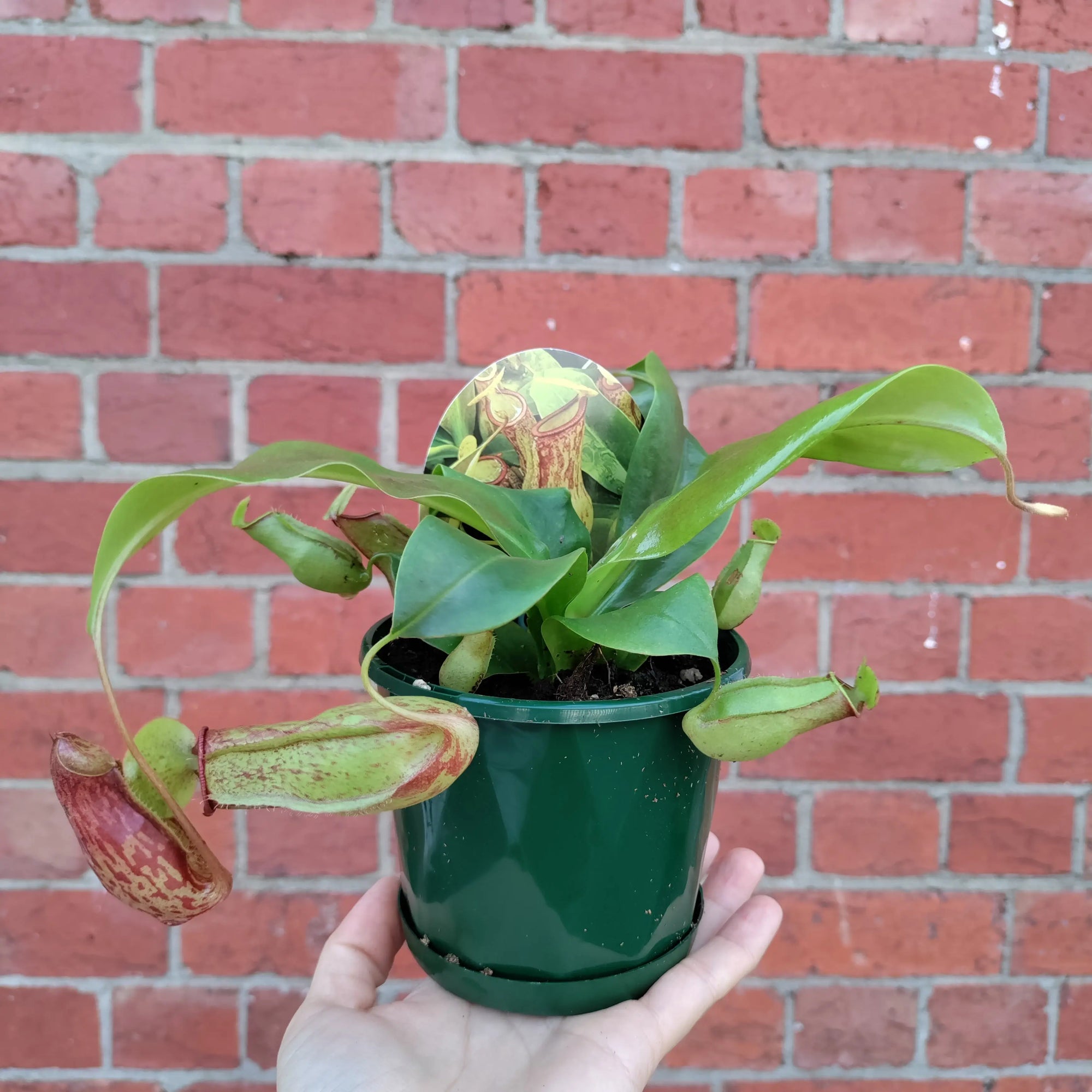 Nepenthes - 10cm Pot Folia House