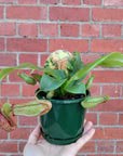 Nepenthes - 10cm Pot Folia House