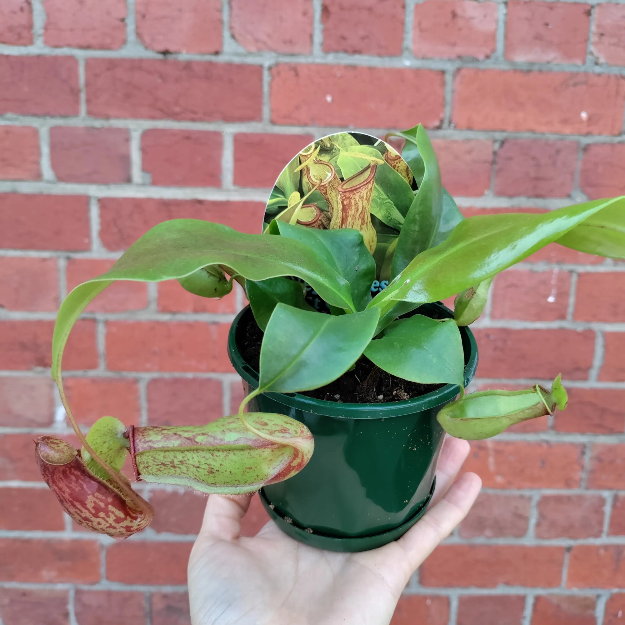 Nepenthes - 10cm Pot Folia House