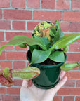 Nepenthes - 10cm Pot Folia House