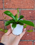 Nepenthes - 7cm Pot Folia House