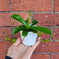Nepenthes - 7cm Pot Folia House