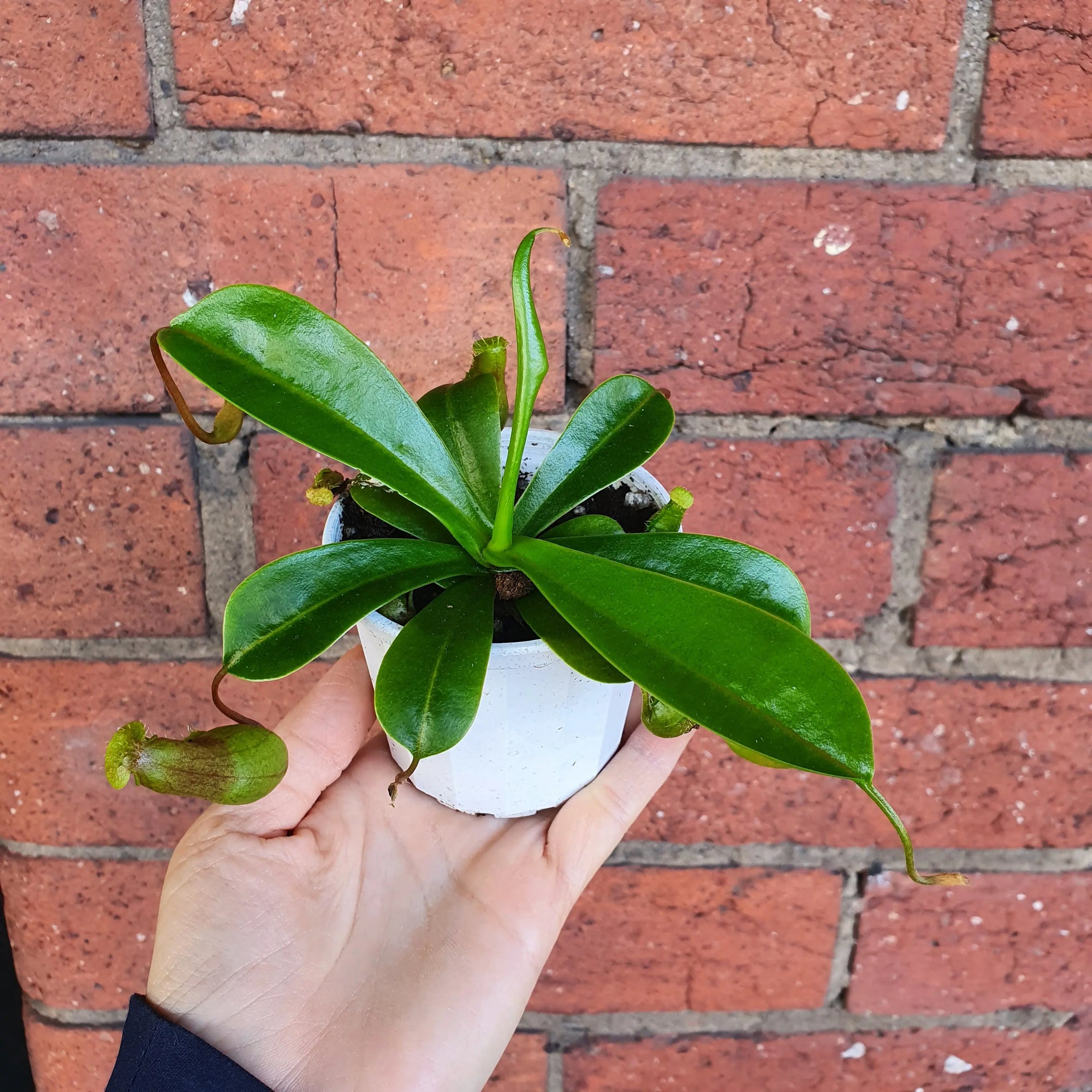 Nepenthes - 7cm Pot Folia House