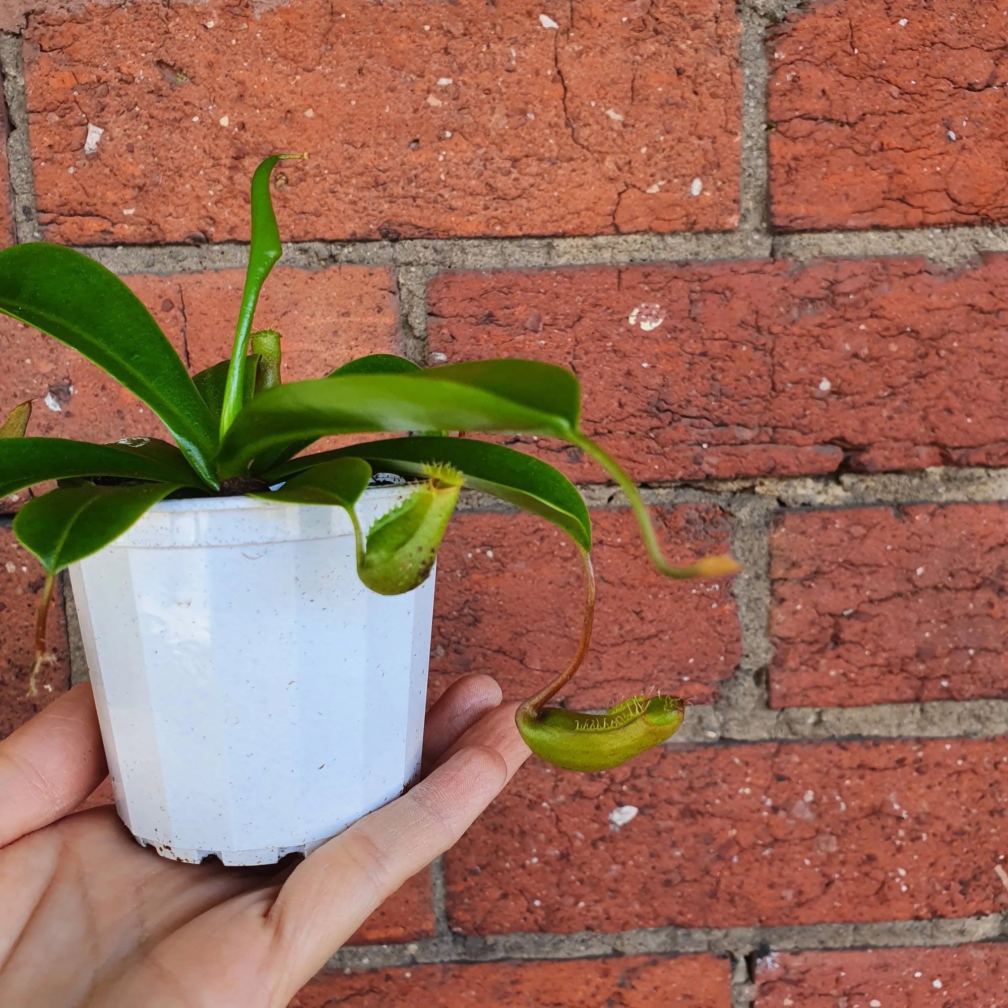 Nepenthes - 7cm Pot Folia House