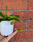 Nepenthes - 7cm Pot Folia House