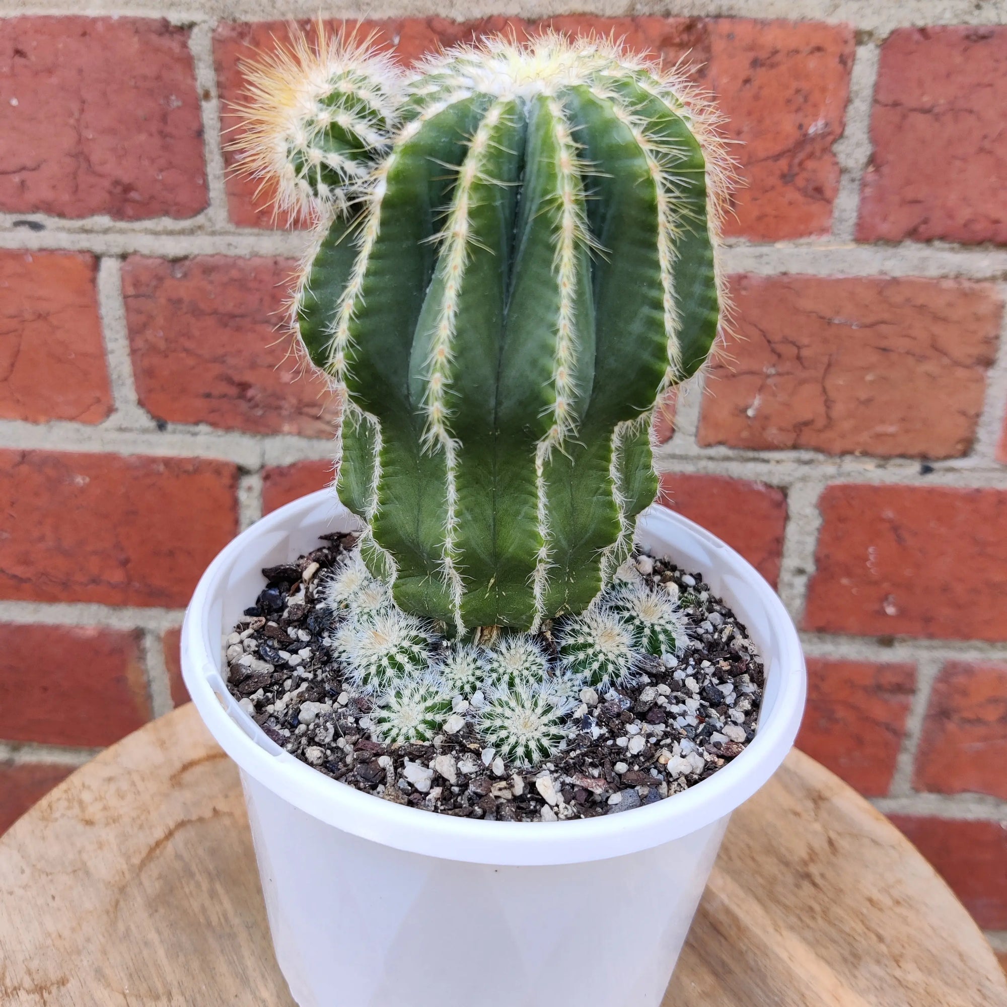 Notocactus magnificus - 13cm pot Folia House