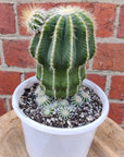 Notocactus magnificus - 13cm pot Folia House