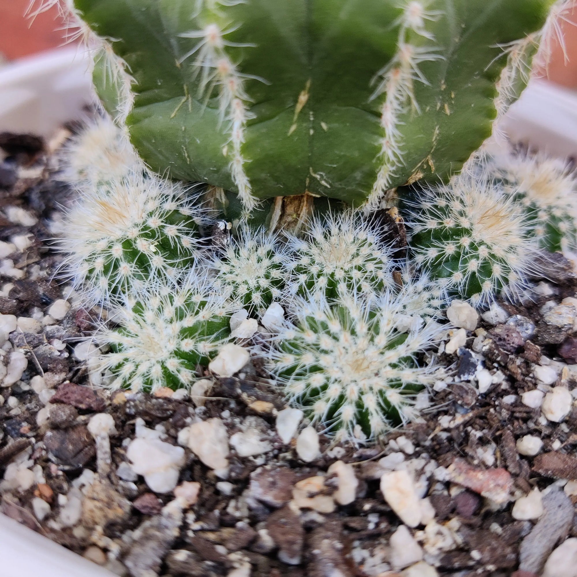 Notocactus magnificus - 13cm pot Folia House