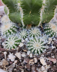 Notocactus magnificus - 13cm pot Folia House