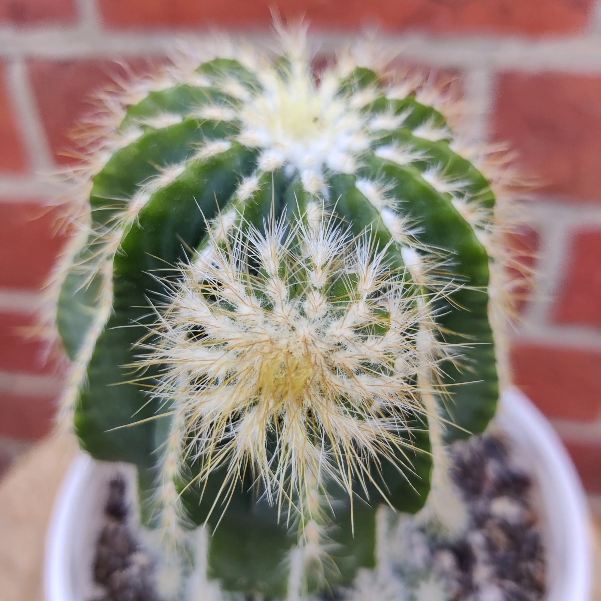 Notocactus magnificus - 13cm pot Folia House