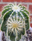 Notocactus magnificus - 13cm pot Folia House