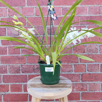 Orchid - Cymbidium White - 3 flower spikes - 18cm Hanging Basket Folia House