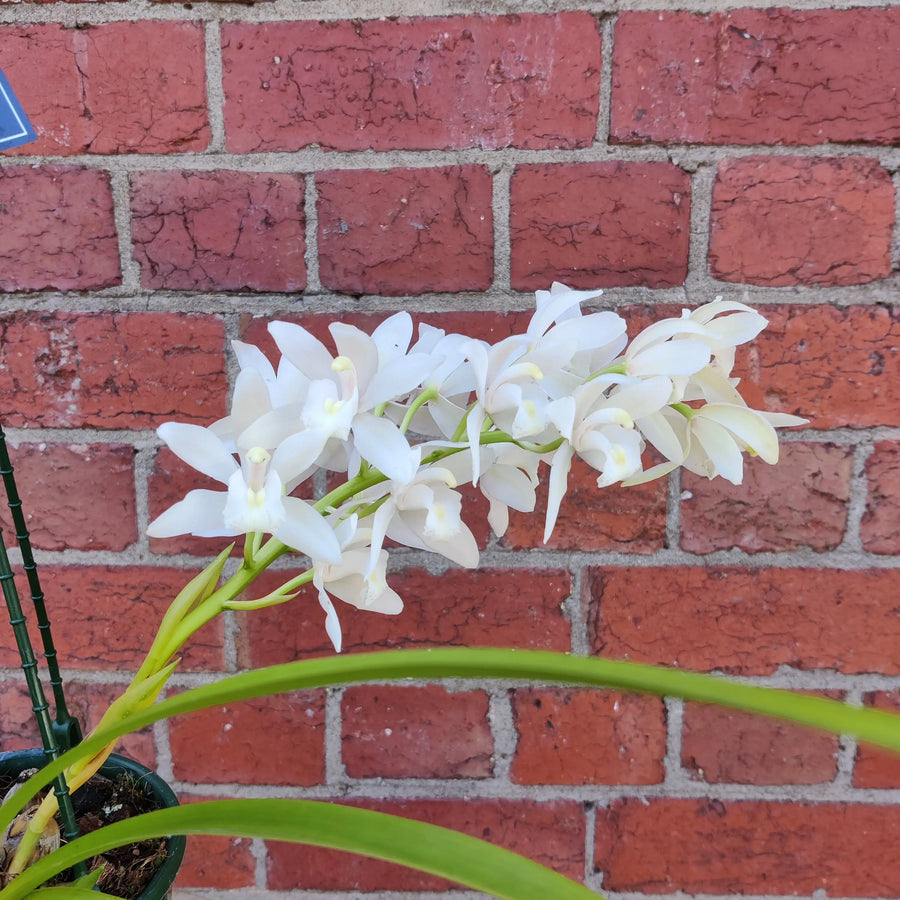 Orchid - Cymbidium White - 3 flower spikes - 18cm Hanging Basket Folia House