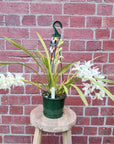 Orchid - Cymbidium White - 4 flower spikes - 18cm Hanging Basket Folia House