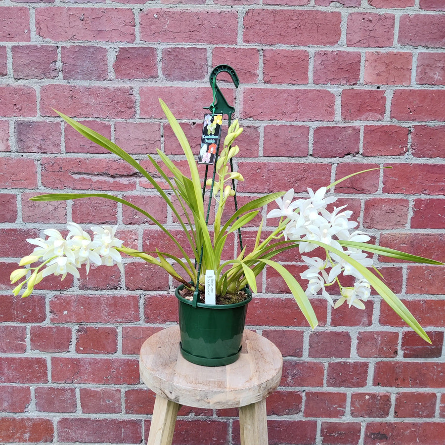 Orchid - Cymbidium White - 4 flower spikes - 18cm Hanging Basket Folia House