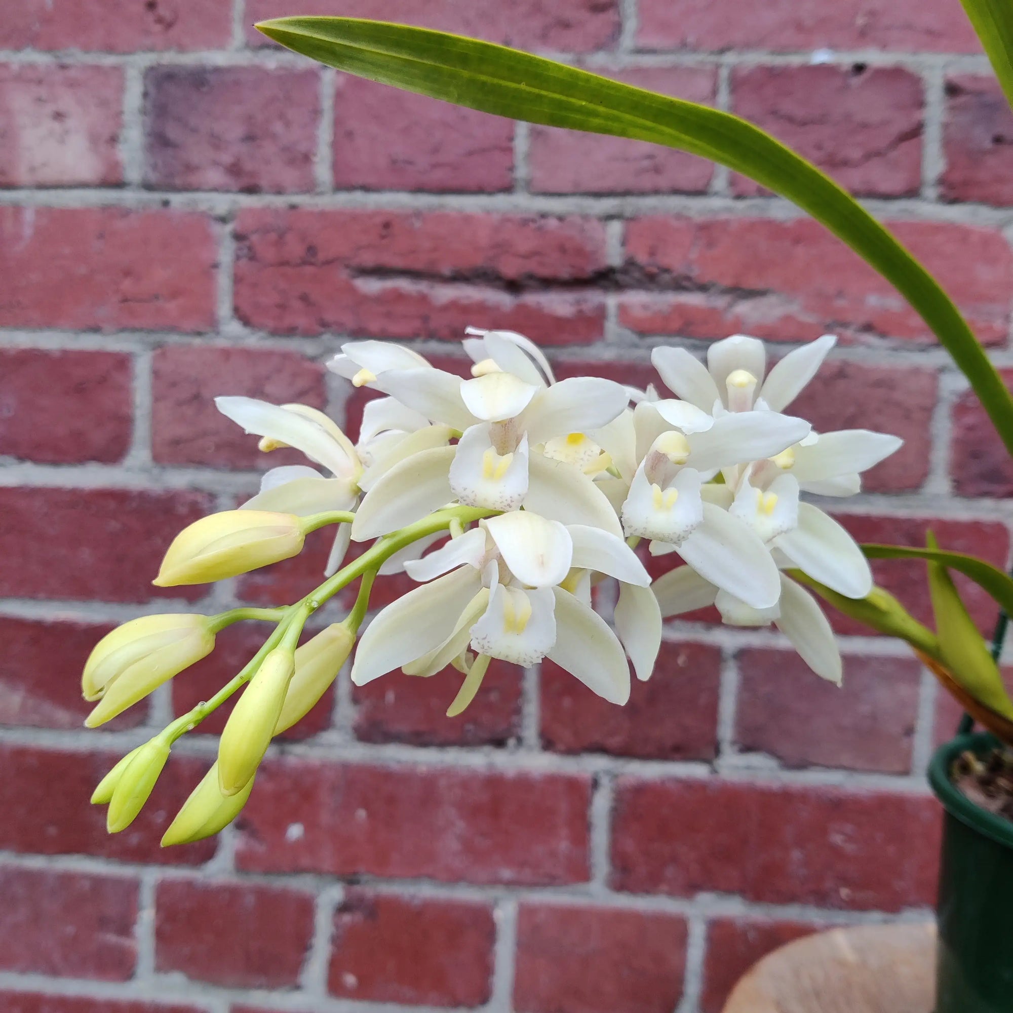 Orchid - Cymbidium White - 4 flower spikes - 18cm Hanging Basket Folia House