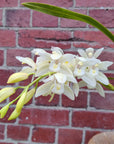 Orchid - Cymbidium White - 4 flower spikes - 18cm Hanging Basket Folia House