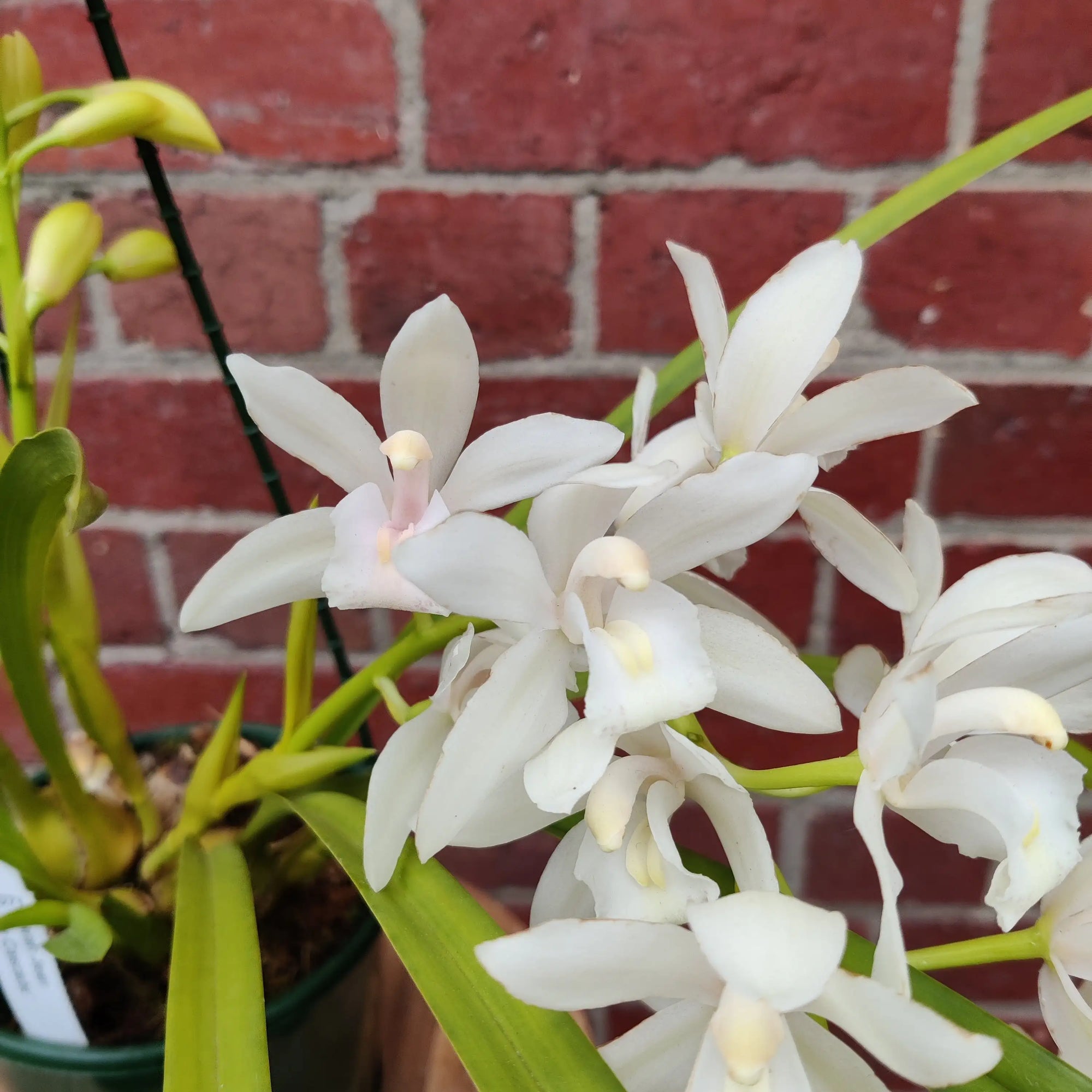 Orchid - Cymbidium White - 4 flower spikes - 18cm Hanging Basket Folia House