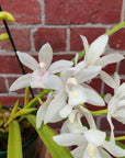 Orchid - Cymbidium White - 4 flower spikes - 18cm Hanging Basket Folia House