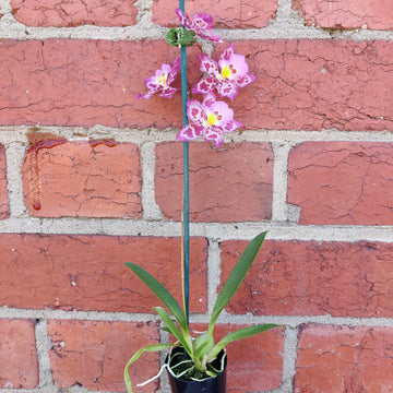 Orchid Zelglossoda - 6cm pot Folia House