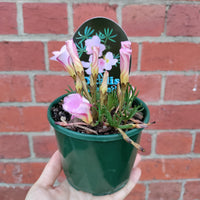 Oxalis Flava Pink - 10cm pot Folia House