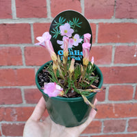 Oxalis Flava Pink - 10cm pot Folia House