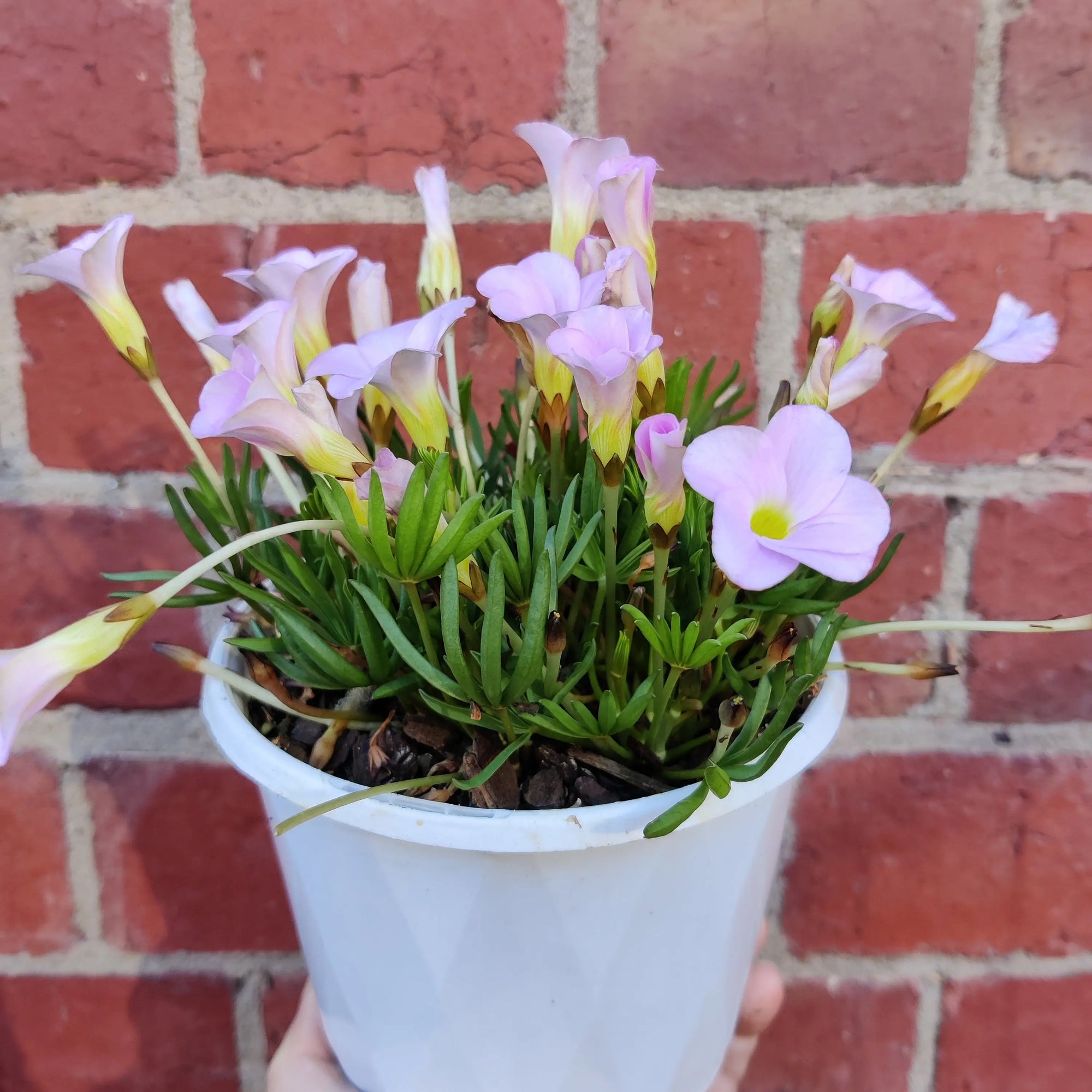 Oxalis Flava Pink - 13cm pot Folia House