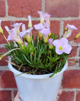 Oxalis Flava Pink - 13cm pot Folia House