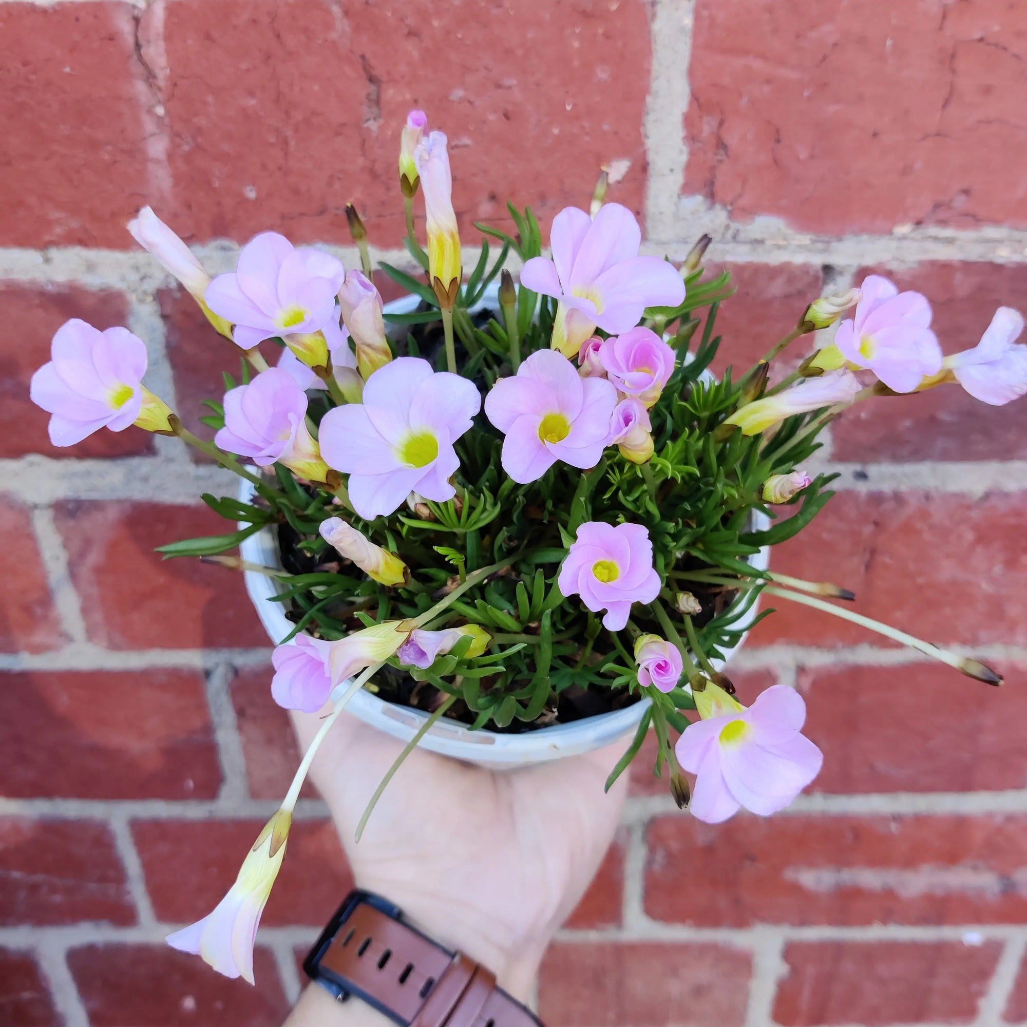 Oxalis Flava Pink - 13cm pot Folia House
