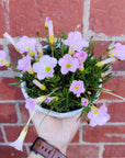 Oxalis Flava Pink - 13cm pot Folia House