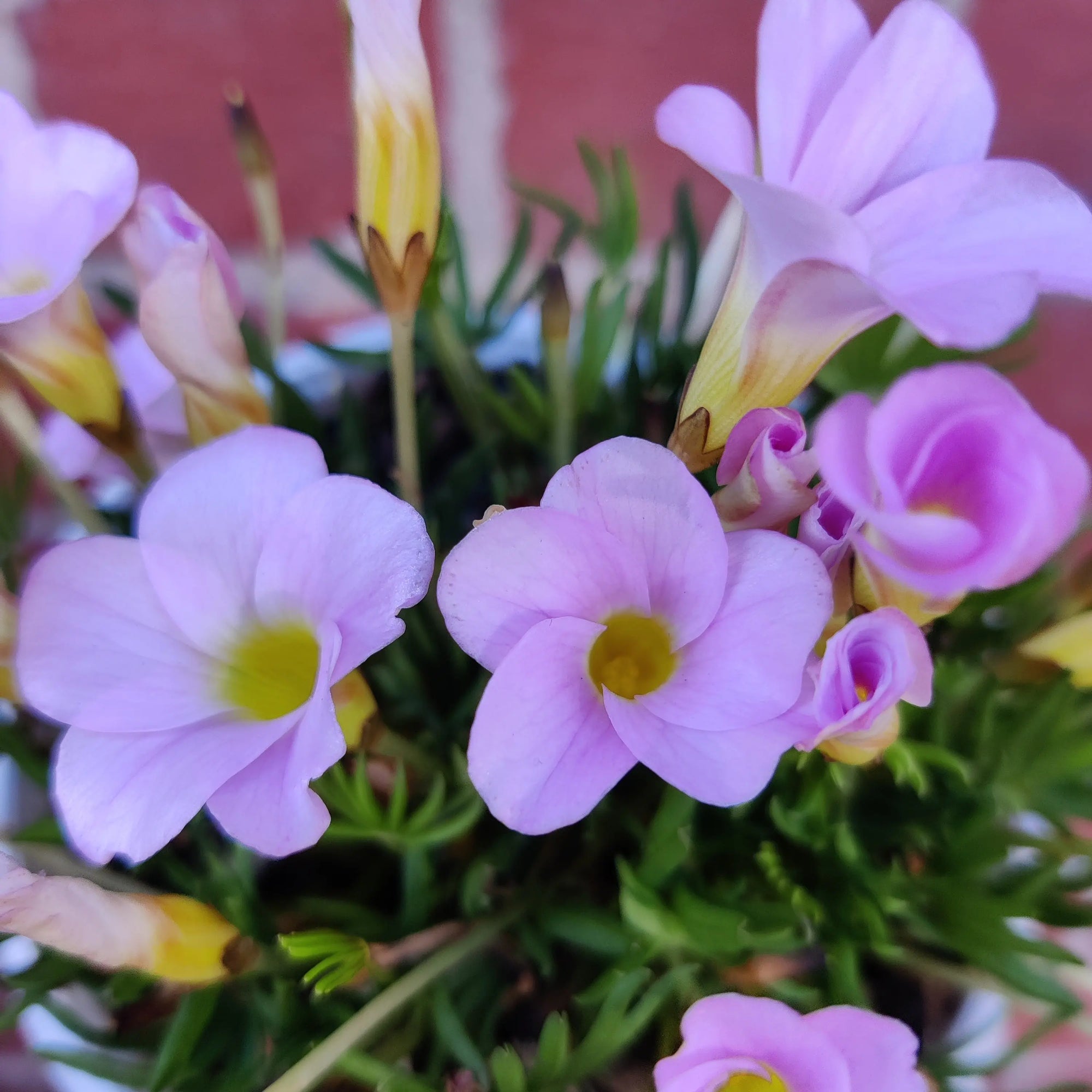 Oxalis Flava Pink - 13cm pot Folia House