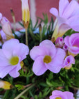 Oxalis Flava Pink - 13cm pot Folia House