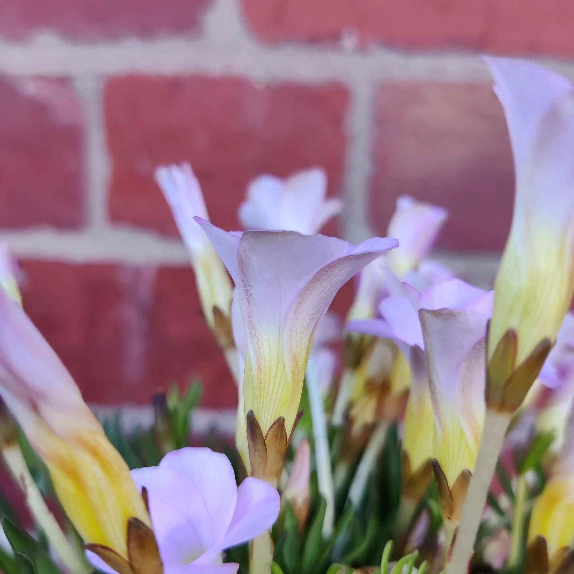 Oxalis Flava Pink - 13cm pot Folia House
