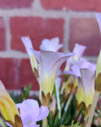 Oxalis Flava Pink - 13cm pot Folia House