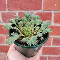 Oxalis Palmifrons - 10cm pot Folia House