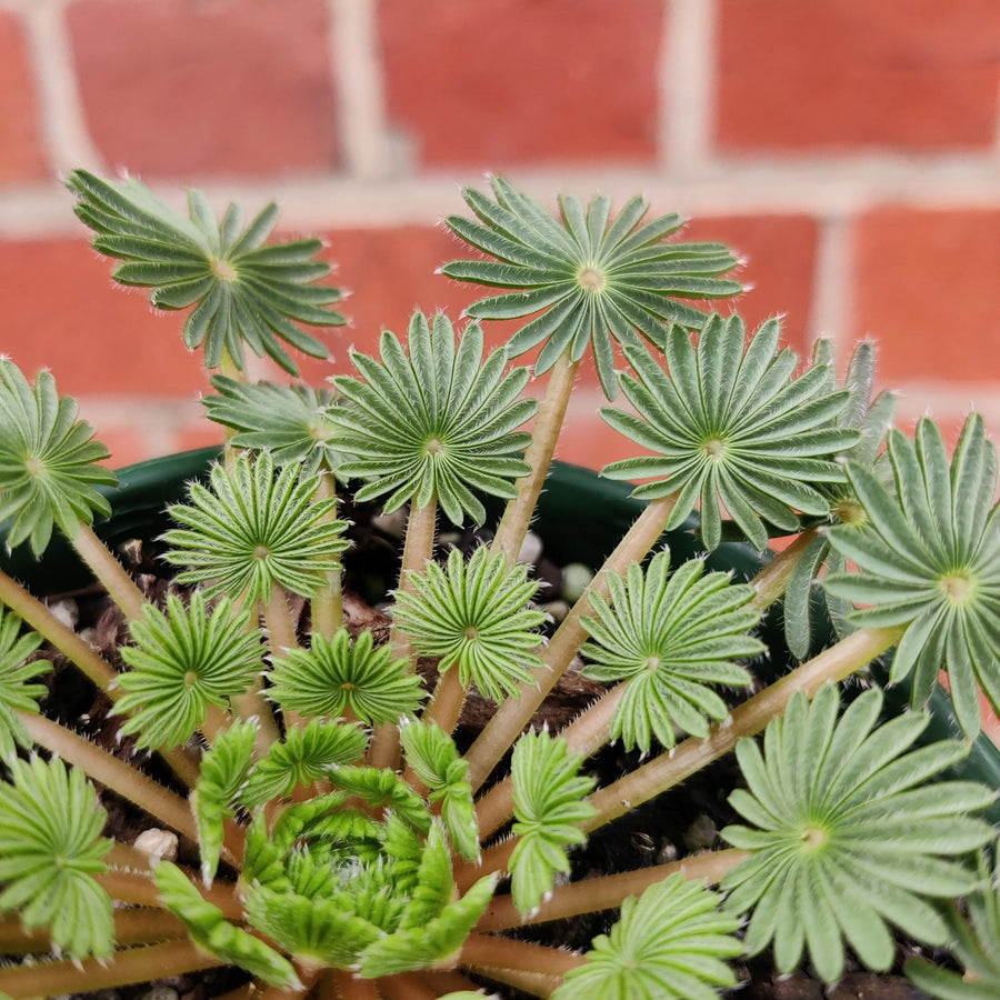 Oxalis Palmifrons - 10cm pot Folia House