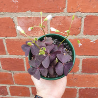 Oxalis Triangularis - 10cm pot Folia House