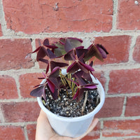 Oxalis Triangularis - 13cm pot Folia House