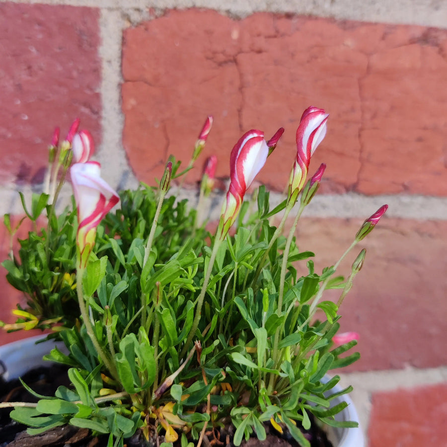 Oxalis Versicolour - 13cm pot Folia House