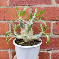 Pachypodium Horombense - 13cm pot Folia House