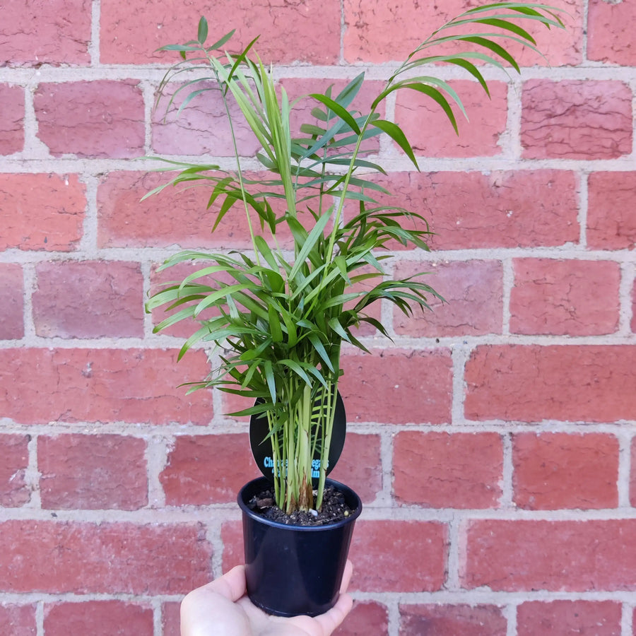 Parlour Palm (Chamaedorea elegans) - 8cm Pot Folia House