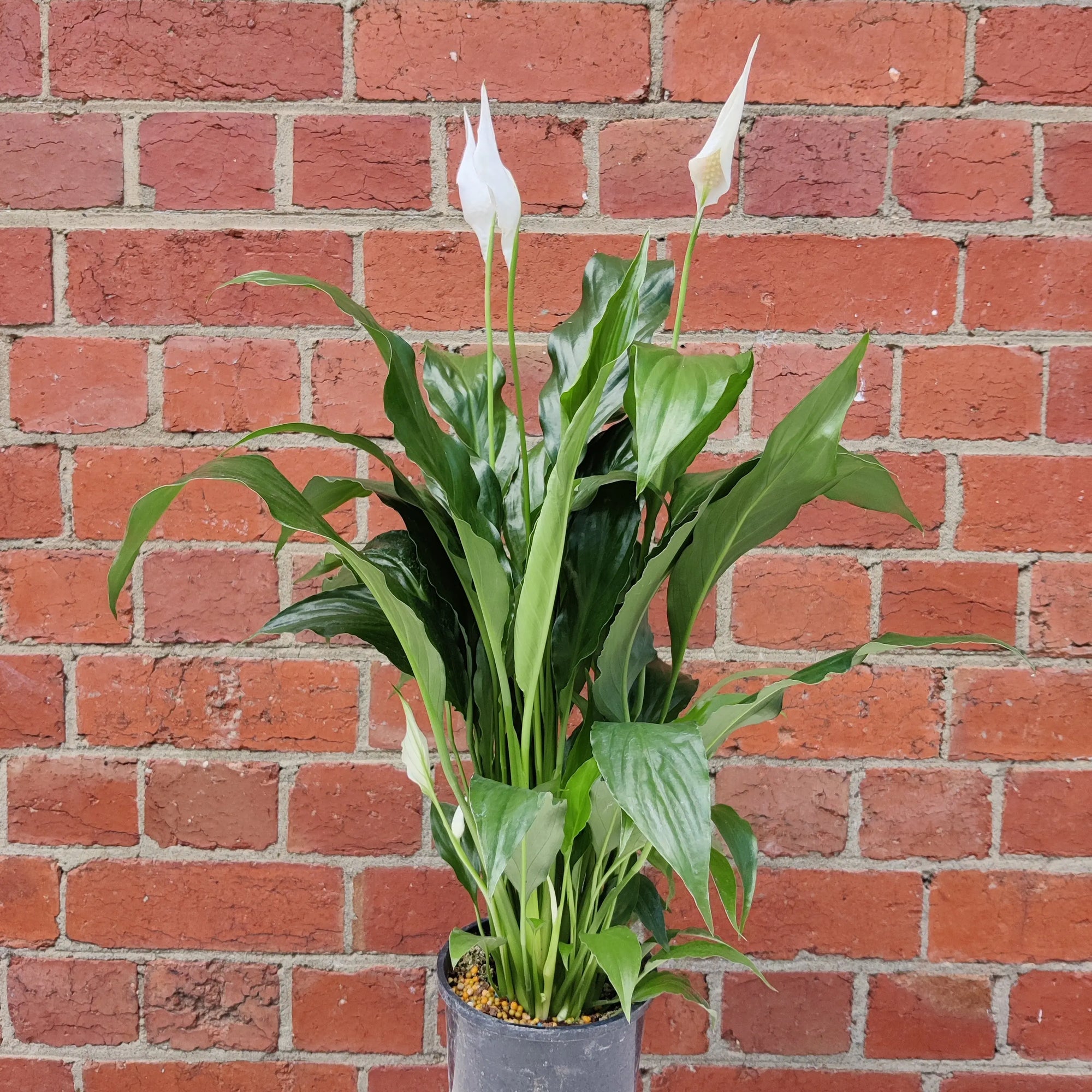 Peace Lily (Spathiphyllum Cochlearispathum) - 14cm Pot Folia House