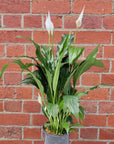 Peace Lily (Spathiphyllum Cochlearispathum) - 14cm Pot Folia House