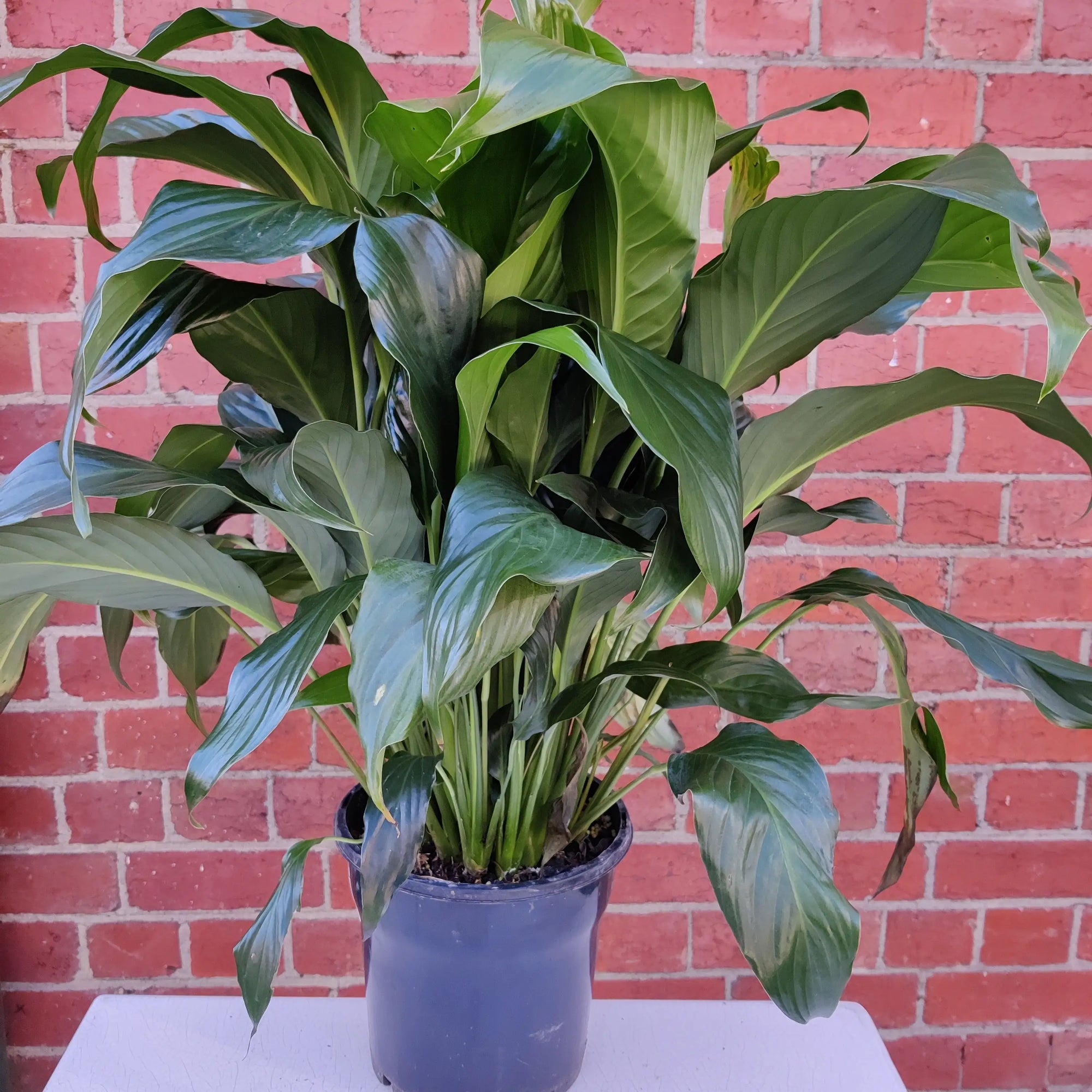 Peace Lily (Spathiphyllum sp) - 20cm Pot Folia House