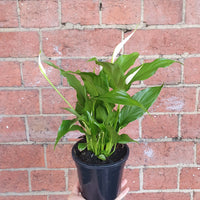 Peace Lily (Spathiphyllum wallisii) - 13cm Pot Folia House