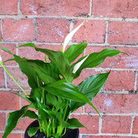 Peace Lily (Spathiphyllum wallisii) - 13cm Pot Folia House