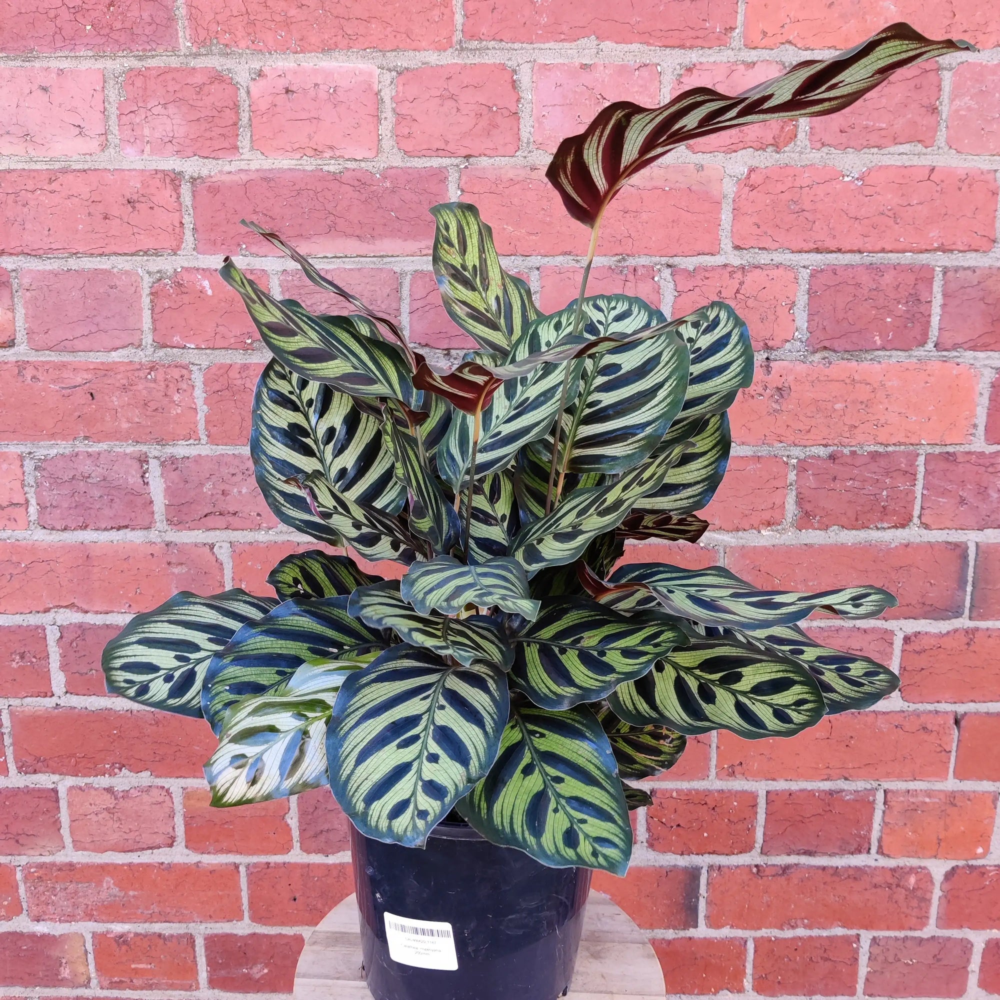 Peacock Calathea (Makoyana) - 20cm pot Folia House