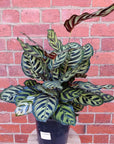 Peacock Calathea (Makoyana) - 20cm pot Folia House